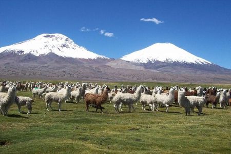 Private Lauca National Park & Chungara Lake from Arica