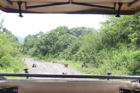 7-Day Tour in Lake Manyara, Serengeti Plains, Ngorongoro Crater and Tarangire