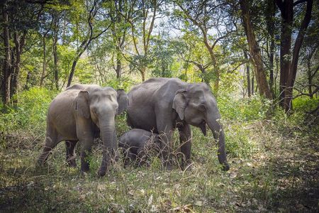 Bangalore to Mysore & Nagarhole National Park