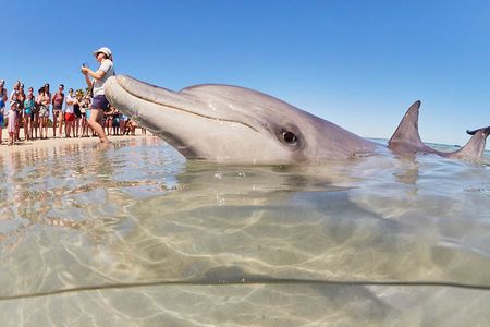 4-Day Coastal Loop via Monkey Mia Dolphins Kalbarri & Pinnacles