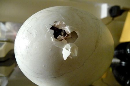 Skip the Line: Franz Josef Wildlife Center Ticket with Optional Backstage Pass