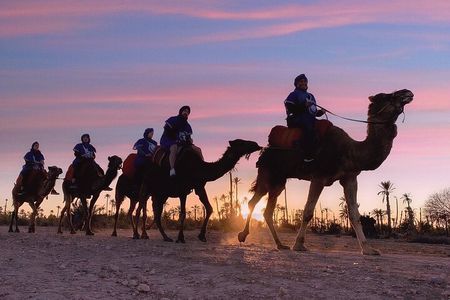 Sunset Camel Ride in the Palm Grove of Marrakech