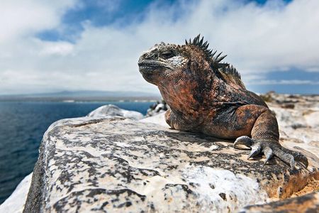  4-Day Galapagos Island Hopping Tour: Isabela, Boat Tours and Airport Transfer
