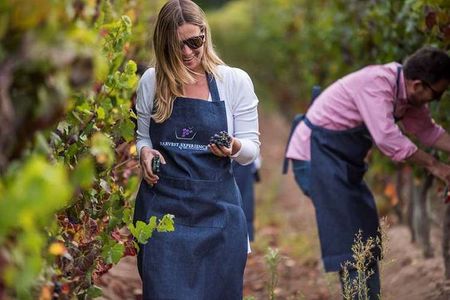 Private Casa Blanca Valley Wine Experience from Santiago