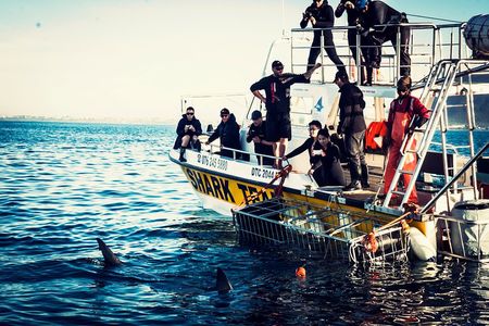 Half-Day White Shark Cage Diving from Gansbaai