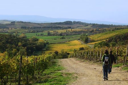 Tuscany Hiking Tour from Siena Including Wine Tasting