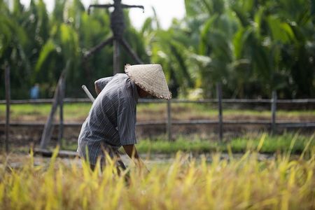 Immersive Full Day My Tho Rice Bowl and Mekong Delta Cruise