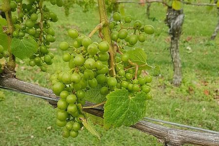 Muriwai Scenic Wine Tour from Auckland