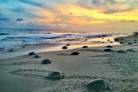 4-in-1 Tour - Mazunte,Cacao Factory, La Ventanilla & Turtle Spawn