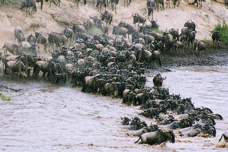 3 Days Budget Masai Mara Safari