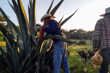 Tour de Pulque en Tepotzotlán, Pueblo Mágico