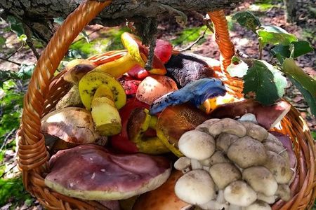 Mushroom Tour from Mexico City