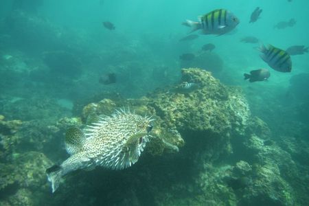 Snorkel Tour in Las Gatas Water Break