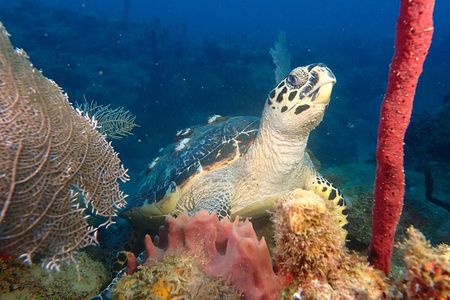  Experience Scuba Diving / NO certification Needed