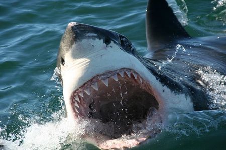 Shark Cage Diving 
