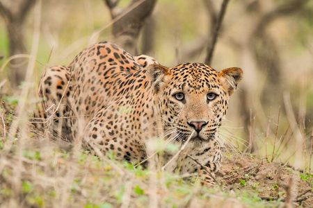 Jhalana Panther Safari Park Tour in Jaipur