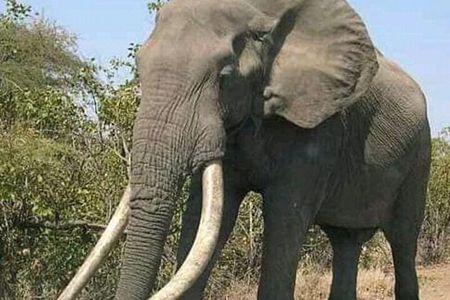 Latest Updates On The Top Best 3 day Serengeti Migration Safari