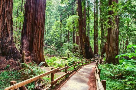 Muir Woods & Wine Tour: Redwoods & Tastings at 3 Wineries