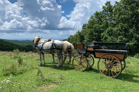 Horse and Carriage Ride through Moses H. Cone Park