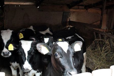 Help the hosts: Breadmaking, Yoghurt making and Cattle Keeping