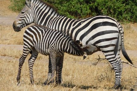 Tarangire -Serengeti & Ngorongoro Crater Budget camping safari 