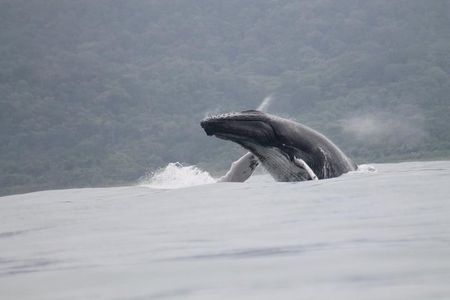 Whales and Dolphins watching Tour From Uvita