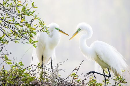Photograph low country wildlife with a professional photographer