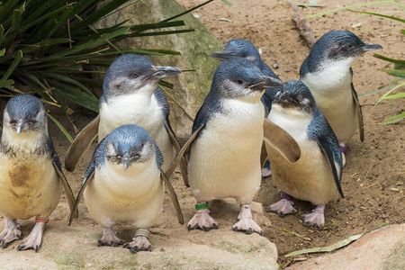 Healesville Sanctuary And Phillip Island Wildlife Bus Tour