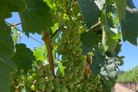  Napa & Sonoma Wine Tour | 6-8hr Private Fully Customized.*XL SUV