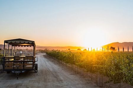 Valle de Guadalupe Premium Wine and Vineyard Wagon Tour