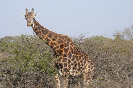 Mini Safari and Zulu Cultural experience - Day Tour