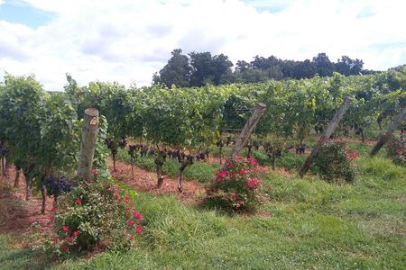 Private Wine Tours (Minimum 3 & Maximum 6 ) Pickup Maximum 30 Mi 