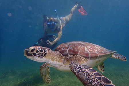 Turtle Beach Power Snorkeling Adventure