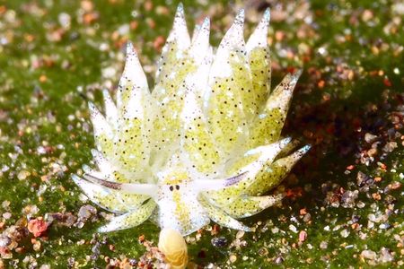 Scuba Diving at Tulamben macro dive sites