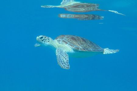 St Thomas Kayak and Sea Turtle Snorkel Excursion