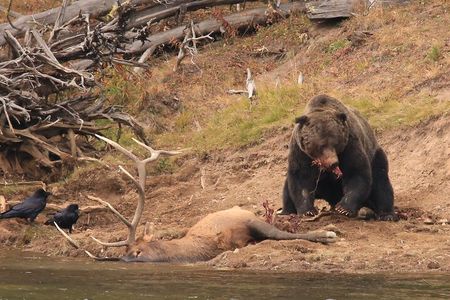 Yellowstone Wolf Watching and Wildlife Safari