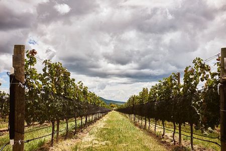 Private wine tasting & wine pairing tours