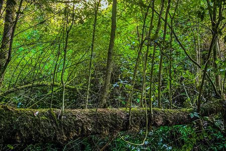 Full Day Bromeliad Forest Tour from Oaxaca