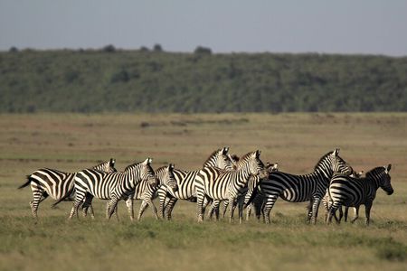 4-Day Masai Mara Luxury Kenya Safari Private Tour
