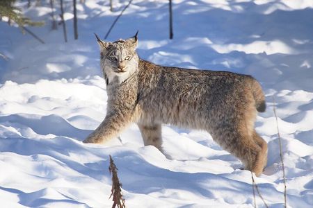 Arctic Day: Yukon Wildlife Half Day Viewing Tour