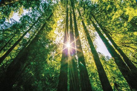 Muir Woods & Sausalito Tour