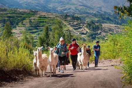 Hiking with Llamas and Alpacas in the Sacred Valley of the Incas