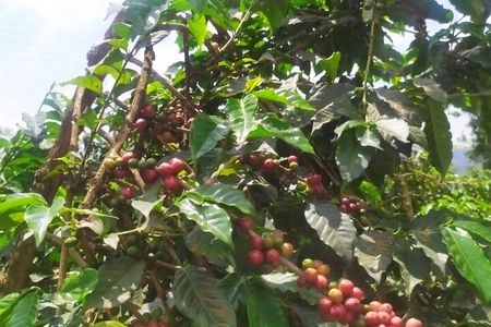 Coffee Farm and Factory Tour from Nairobi City