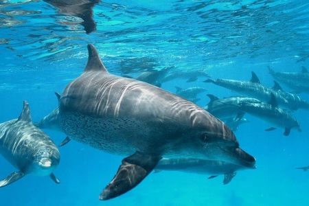 Dolphin Watching Trip with 2 Snorkeling Stops