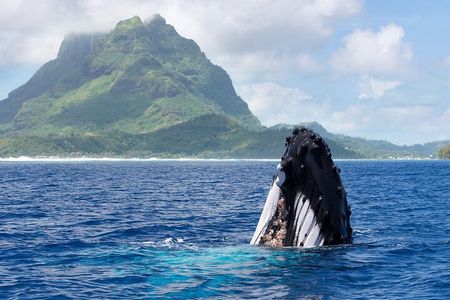 Private Tour: Bora Bora Whale Watching & Swimming Experience