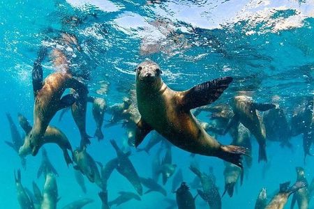 Balandra Beach & Sea Lions Private Boat Adventure from La Paz