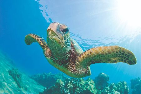 West Oahu Green Sea Turtle and Dolphin Snorkel Sail with Lunch
