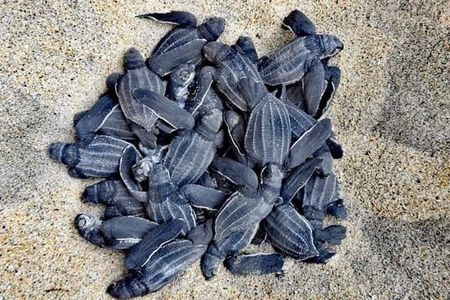 From Huatulco: Turtle Release & Bioluminescence