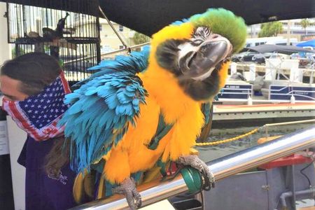 Interactive Pirate Cruise