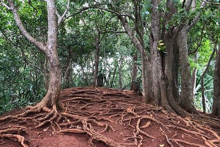  Mauritius full day tour : Private south west with lunch